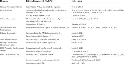 <mark class="highlighted">Annexin A2</mark> and Kidney Diseases